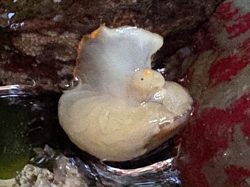 Limneria prolongata observed 2026-07-14