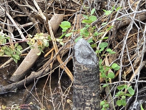 animal observation 4