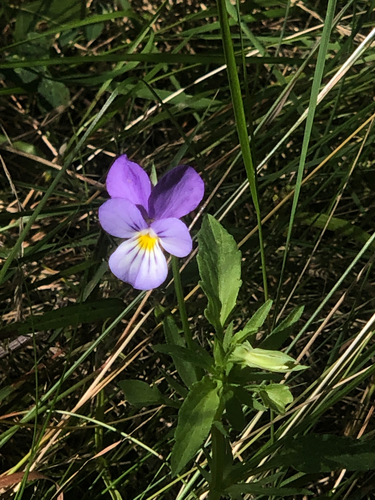 Наблюдение на iNaturalist