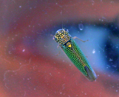 Macugonalia cavifrons