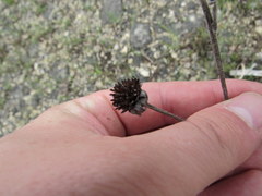 Rudbeckia missouriensis
