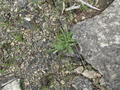 Rudbeckia missouriensis