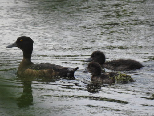 Tufted Duck