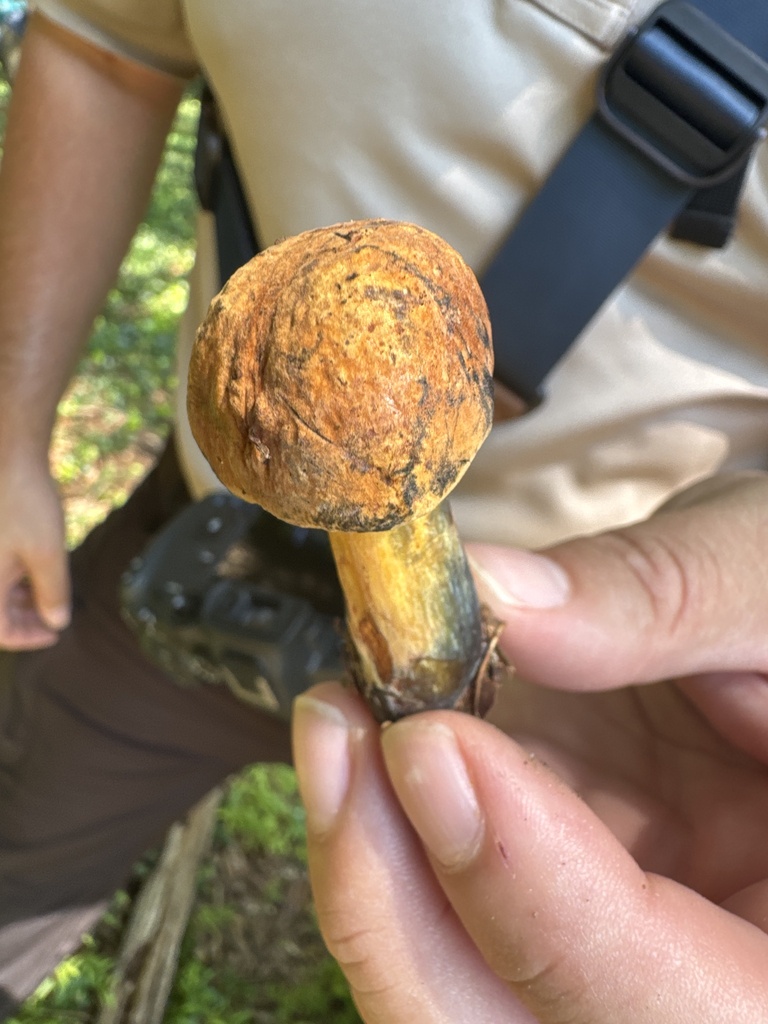 Boletus subluridellus · July 2026 · photo: Photo: no rights reserved · iNaturalist