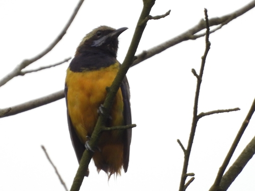 Orange-bellied Leafbird