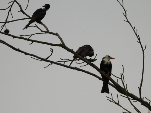 Black Bulbul