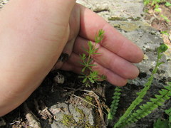 Galium concinnum