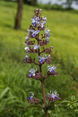Rotheca serrata, photograph (c) Ramesh Shenai, some rights reserved (CC BY)