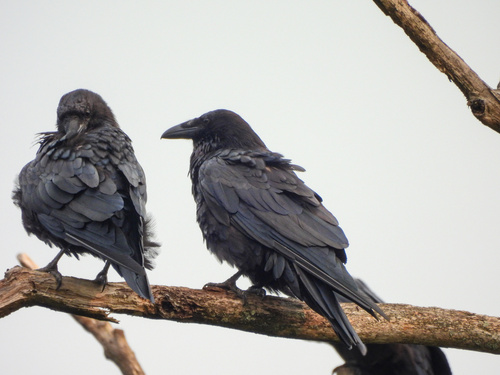 Common Raven observed by smnature