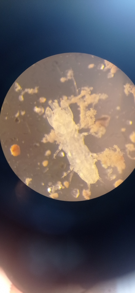 Pseudotanaidae