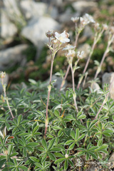 Potentilla alchimilloides