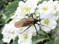 Empis