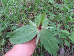 Trillium viride