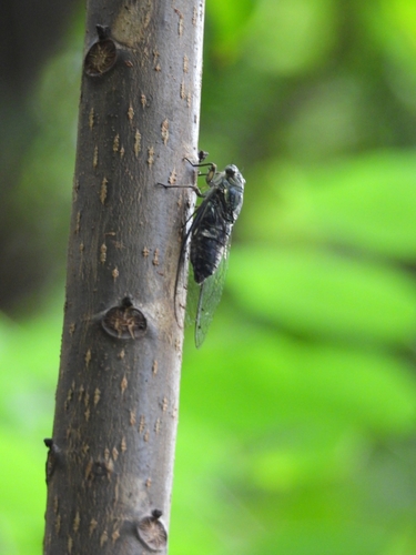Priest Cicada