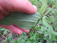 Trillium viride