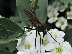 Empis