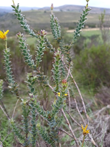 Osteospermum imbricatum, photograph 3