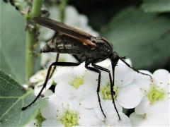 Empis