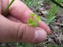 Euphorbia commutata