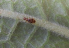 Aulacoderus