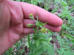 Geum vernum