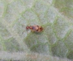 Aulacoderus