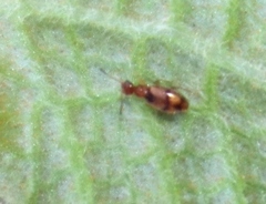 Aulacoderus