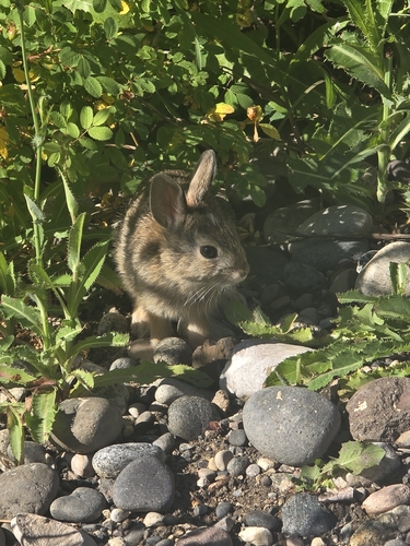 Mountain Cottontail observed by amanda_rosa