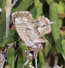 Cacyreus marshalli