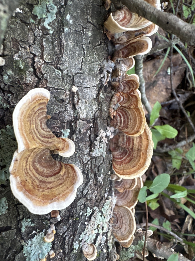 False Turkeytail · July 2026 · photo: Photo: no rights reserved · iNaturalist