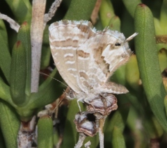 Cacyreus marshalli