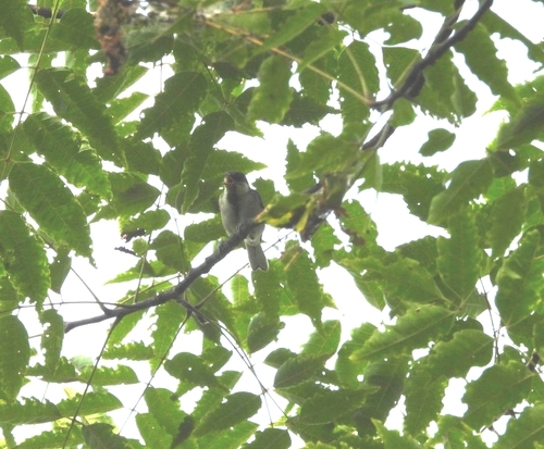 Asian Tit