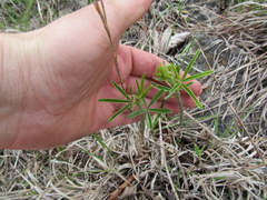 Pediomelum tenuiflorum