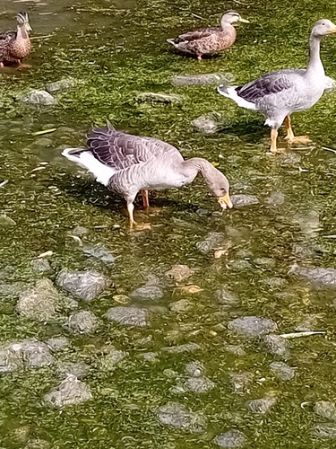 Greylag Goose observed by mickdocking