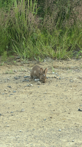 Snowshoe Hare observed by josh_noseworthy