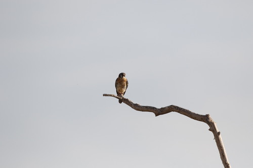 American Kestrel observed by benjiface