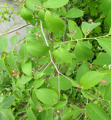 Tetraneura