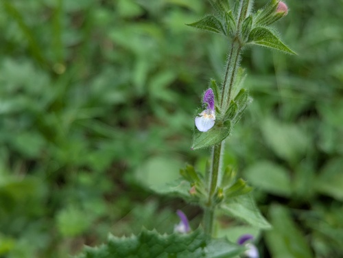 Salvia viridis, photograph 4