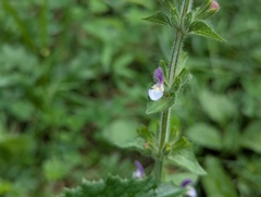 Salvia viridis, photograph (c) Elias, some rights reserved (CC BY)