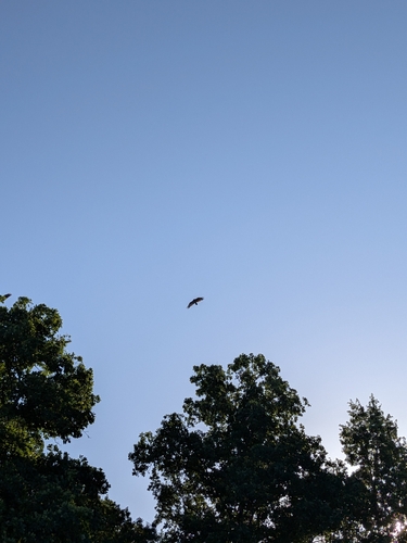 Turkey Vulture
