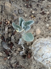 Tidestromia suffruticosa