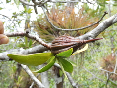 Pelliciera rhizophorae