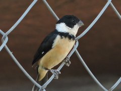 Sporophila torqueola