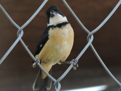 Sporophila torqueola