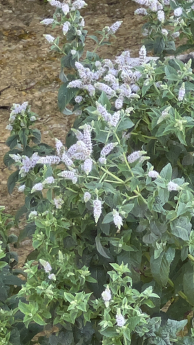 Horse Mint