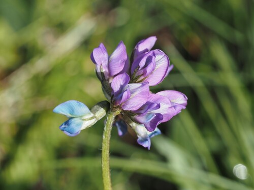 Oxytropis lapponica, photograph 2