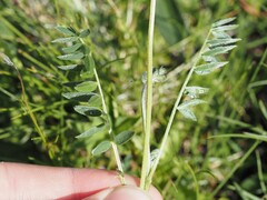 Oxytropis lapponica, photograph (c) Louis Aureglia, some rights reserved (CC BY)