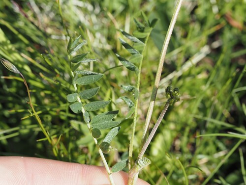 Oxytropis lapponica, photograph 5