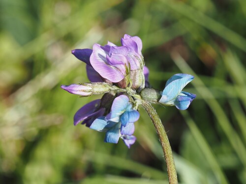 Oxytropis lapponica, photograph 4