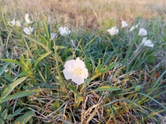 Callirhoe alcaeoides
